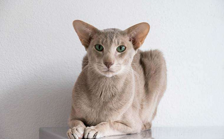 Taboola Ad Example 61407 - Топ-10 самых умных кошек в мире